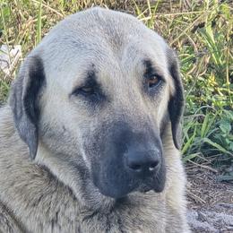Stella - Anatolian Shepherd Dog