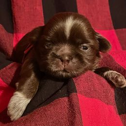 Ava (Christiana Pilgrim name) Red collar - Chocolate female Shih Tzu puppy in Clarksburg, West Virginia from Pilgrim Shih tzu
