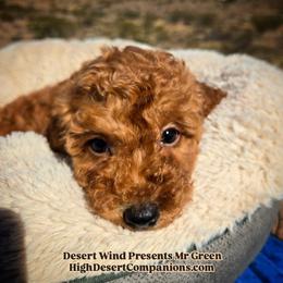 Mr. Green - Red male Aussiedoodle puppy in Dolan Springs, Arizona from High Desert Companions