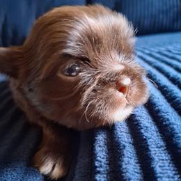 Hershey Kiss - Chocolate female Shih Tzu puppy in Memphis, Tennessee from Lady and the Tramp
