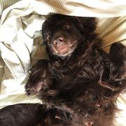 Boykin Spaniel All Grown Up from Tabby’s Sweet Boykins