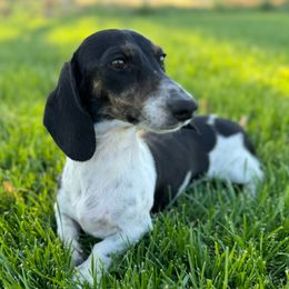 Laramie - Dachshund