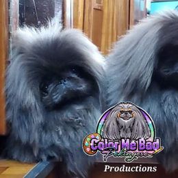 Pekingese Puppies from Color Me Bad Pekingese
