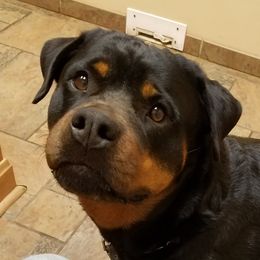 Galiana - Rottweiler