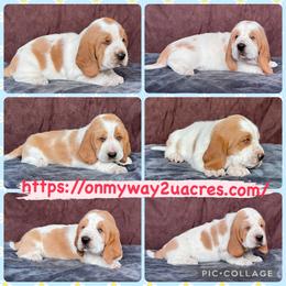 Sullivan - Red and white male Basset Hound puppy in Scottsbluff, Nebraska from On My Way 2U Acres