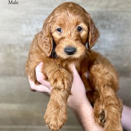 Ivan - Red  male Goldendoodle puppy in Abilene, Texas from Mesquite Kennels