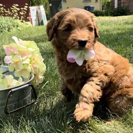 Goldendoodle Puppies from BB Doodles