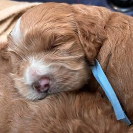 Blue Boy Andy - Red and white male Cockapoo puppy in Covington, Louisiana from MyKy Puppies