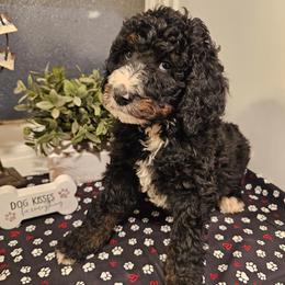 Red collar - Tri-color female Bernedoodle puppy in Shelby, North Carolina from Forever Grateful Doodles