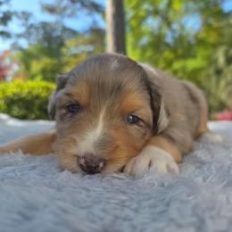Jelly Bean - Blue merle male Australian Shepherd puppy in Summerville, South Carolina from Flowertown Aussies