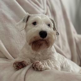 Tottie - Sealyham Terrier