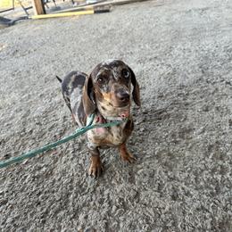 Zoey - Dachshund
