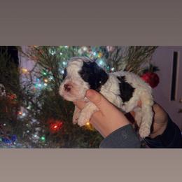 Twix - Parti male Goldendoodle puppy in Cross, South Carolina from DoodleDandy & Danes