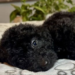 Benelli F - Black female Labradoodle puppy in Kingston, Georgia from CC Familydoodles
