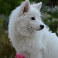 American Eskimo Dogs from Arctic Storm Kennels