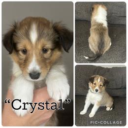 Crystal - Sable and white female Shetland Sheepdog puppy in Aumsville, Oregon from Porter Creek Kennels