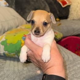 Chloe Pup 2 - White and tan male Toy Fox Terrier puppy in Clermont, Florida from Debbie Hiles's Toy Fox Terriers