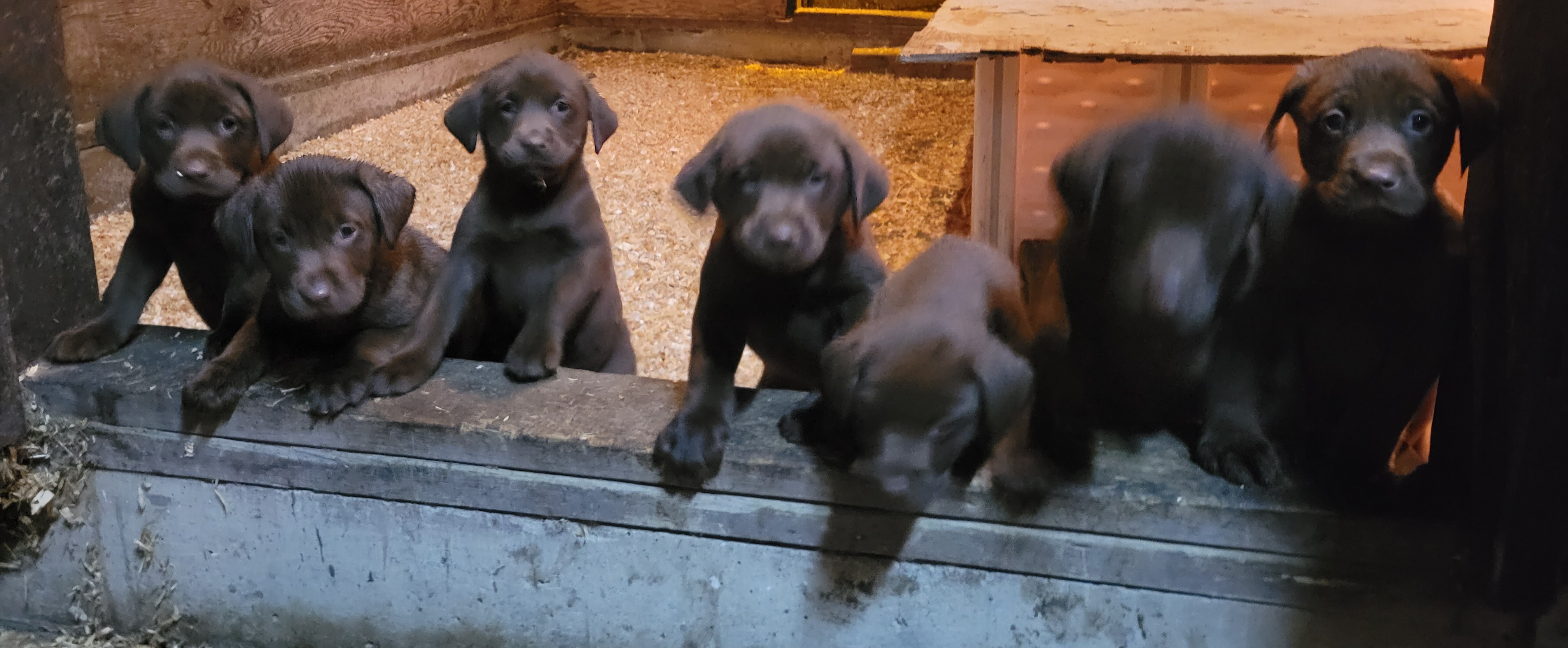 Labrador Retrievers from Tahoma Sunrise