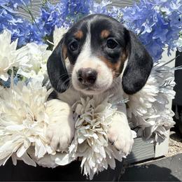Girl 2 - Piebald female Dachshund puppy in Madison, Wisconsin from SK Miniature   Dachshunds