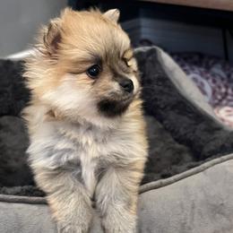 Pomeranians from Adorable PomPoms