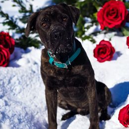 SB - Cane Corso puppy from Willow Creek Cane Corsos