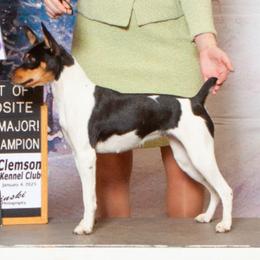 Juju - Rat Terrier