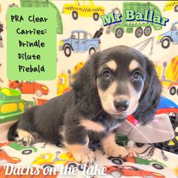 Mr. Ballar - Black and cream male Dachshund puppy in Grove, Oklahoma from Dachs on the lake