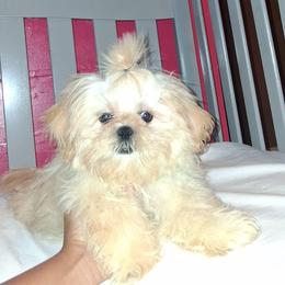 Boy 1 - Cream and white male Shih Tzu puppy in Birmingham, Alabama from K&D kennels