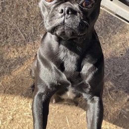 Pugs from Paws of All