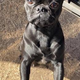 Pugs from Paws of All