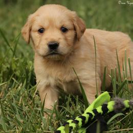 Violet's Red Girl - Light golden female Golden Retriever puppy in Idaho Falls, Idaho from Once Upon A Dream Kennels