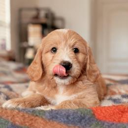 Vail, Girl - Cream female Goldendoodle puppy in Maricopa, Arizona from Desert Ridge Doodles