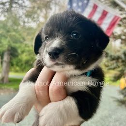 American Corgi Puppies from Patriot American Corgi