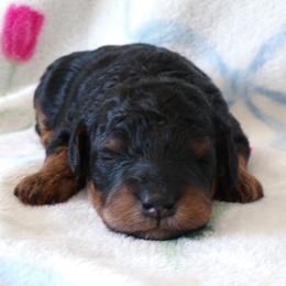 Lakota - Phantom male Poodle puppy in Hurricane Mills, Tennessee from Scenic Hills Kennels
