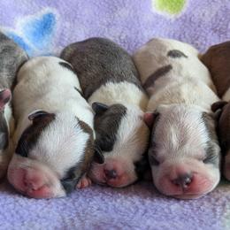 Boston Terrier Puppies from Sitsler Bostons