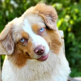 Skye - Miniature American Shepherd