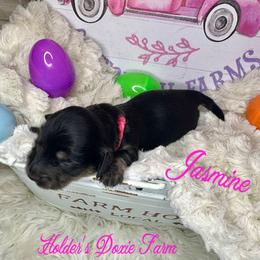 Jasmine - Dachshund puppy from Holder’s Doxie Farm
