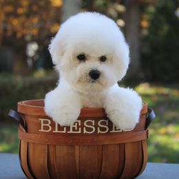 Bichon Frises from Doriann Bichons