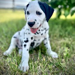Dalmatian Puppies from Alofa Dalmatians