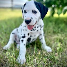 Dalmatian Puppies from Alofa Dalmatians
