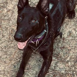 Belgian Malinois and Dutch Shepherds from Mercy Kennels