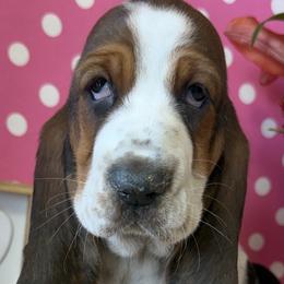 Basset Hounds from The Basset Boutique