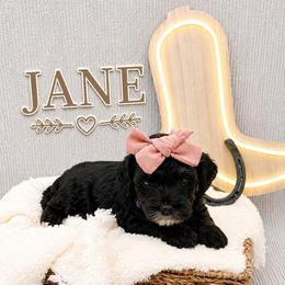Jane - Tri-color female Bernedoodle puppy in Flagstaff, Texas from Gunstock Doodles