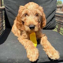 Yellow - Apricot male Goldendoodle puppy in Buda, Texas from Anita’s Doodles