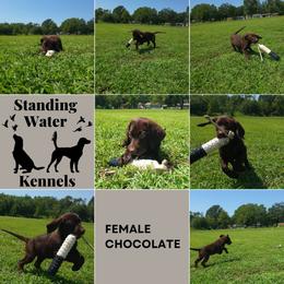 Labrador Retriever Puppies from Standing Water Kennels