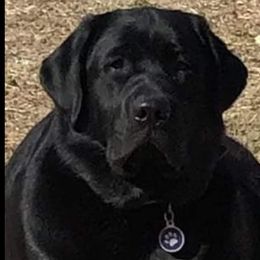 Labrador Retriever Puppies from Sound View Labradors East