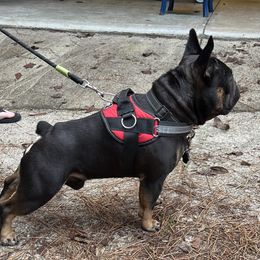 Gilli - French Bulldog