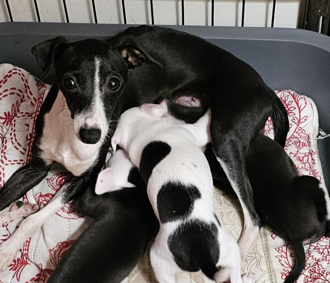 Shimmy - Italian Greyhound