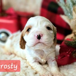 Frosty - Blenheim male Cavalier King Charles Spaniel puppy in Marshfield, Missouri from Puppyloversplace