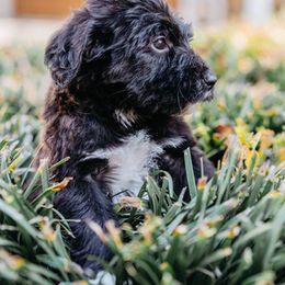 Double Doodle and Labradoodle Puppies from Delightfully Double Doodles